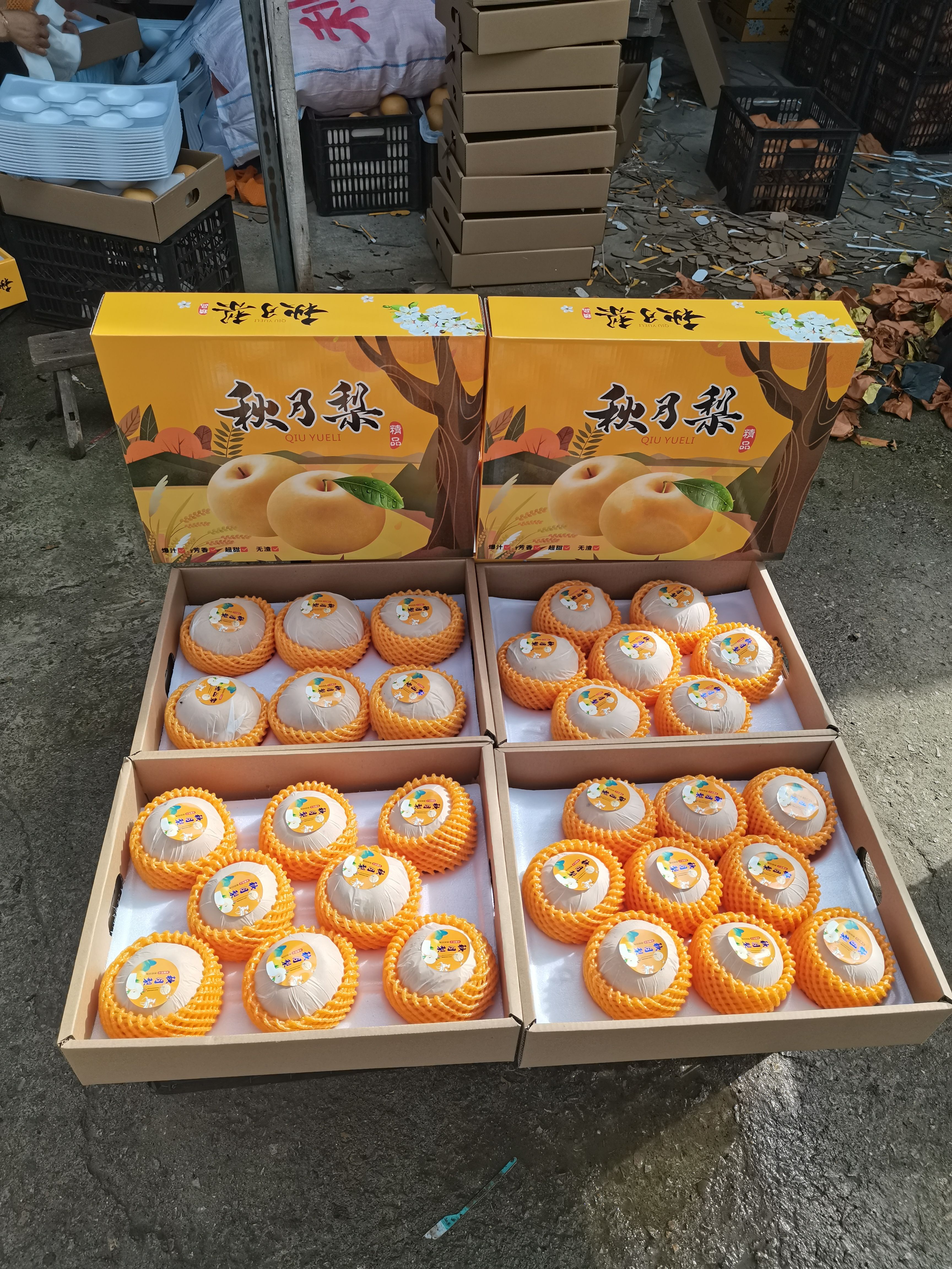 秋月梨 套袋秋月梨 电商货 市场货