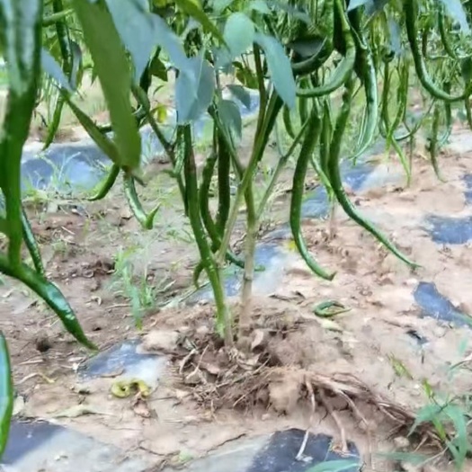 洛南县线椒