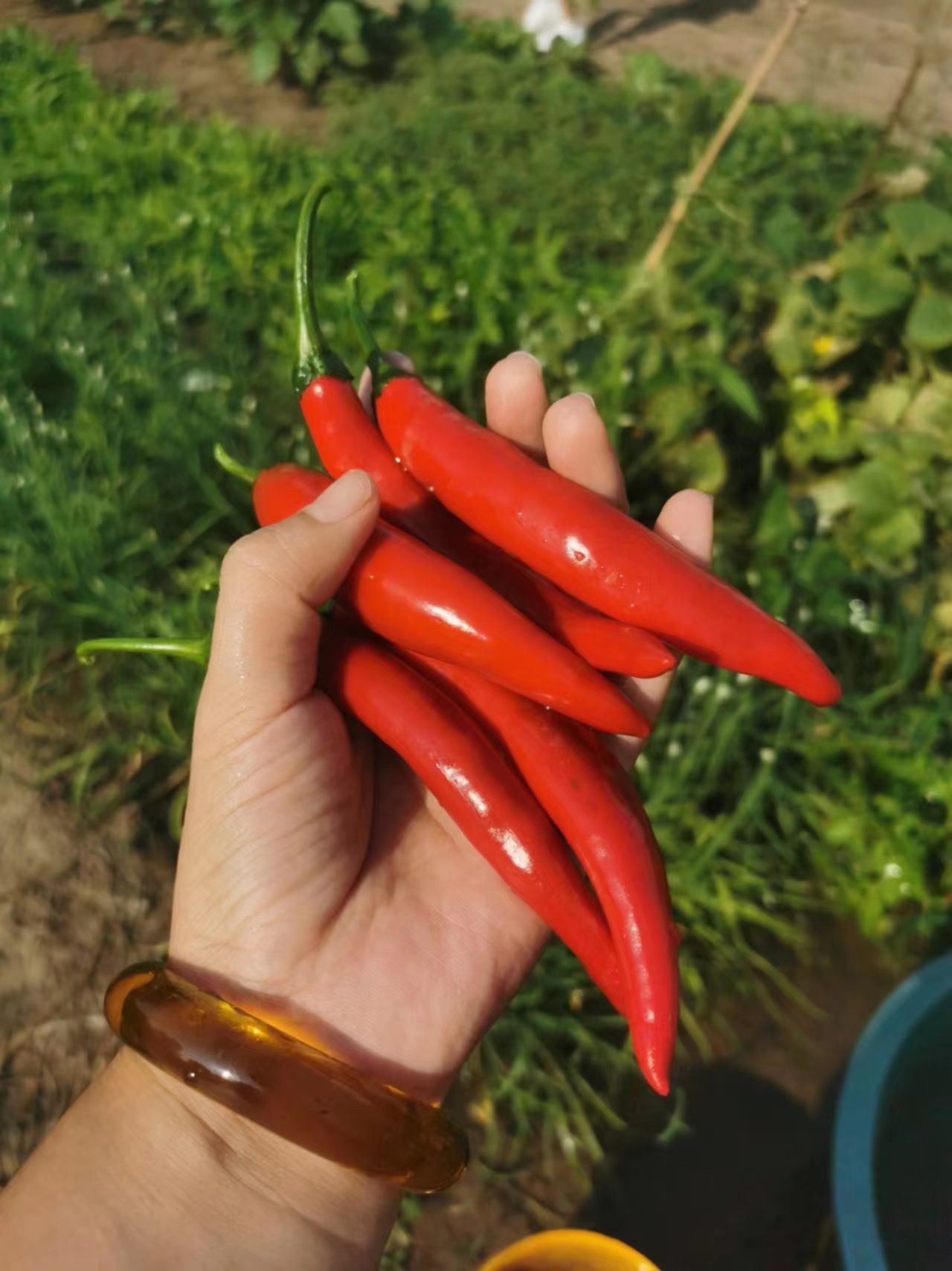 1万斤美人椒出售