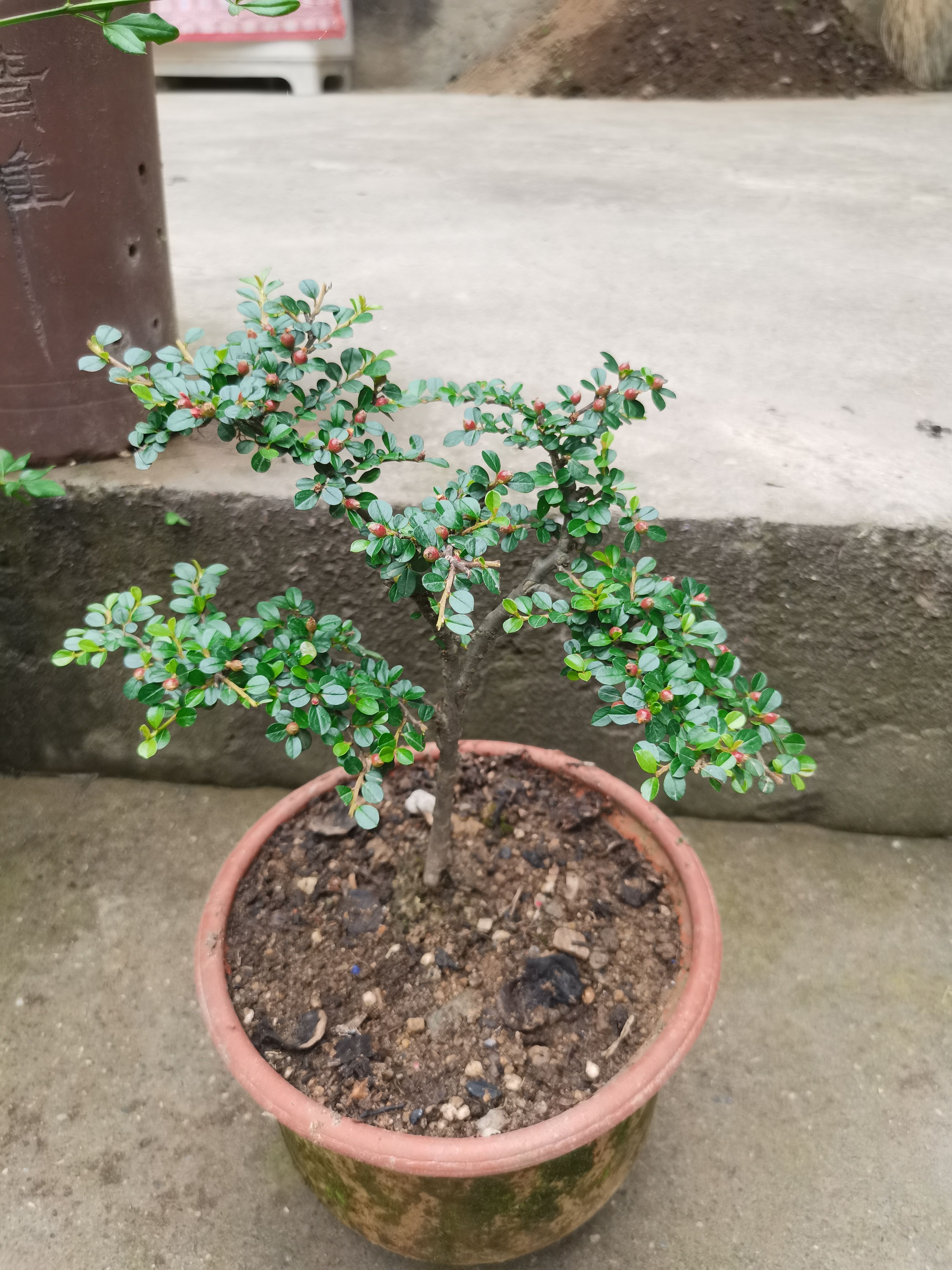 盆景平枝栒子 地奔子铺地蜈蚣 生桩 盆栽多年桩