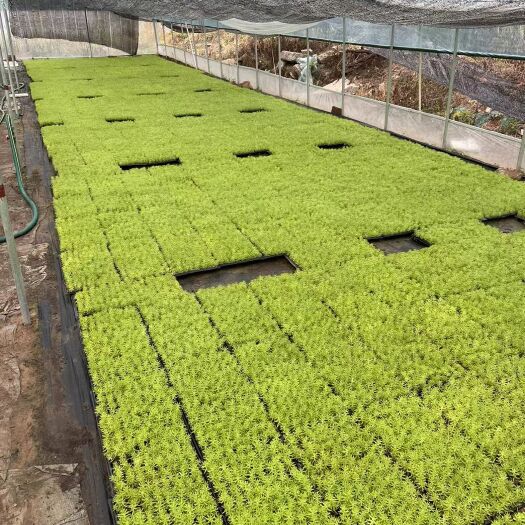 青州市佛甲草穴盘苗，金叶佛甲草穴盘苗，黄金条穴盘苗