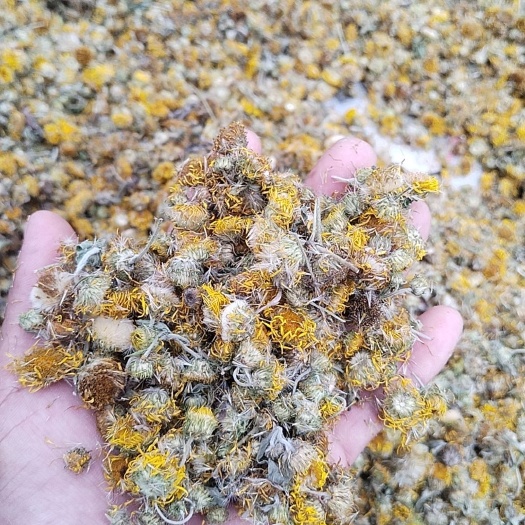 沧县旋覆花