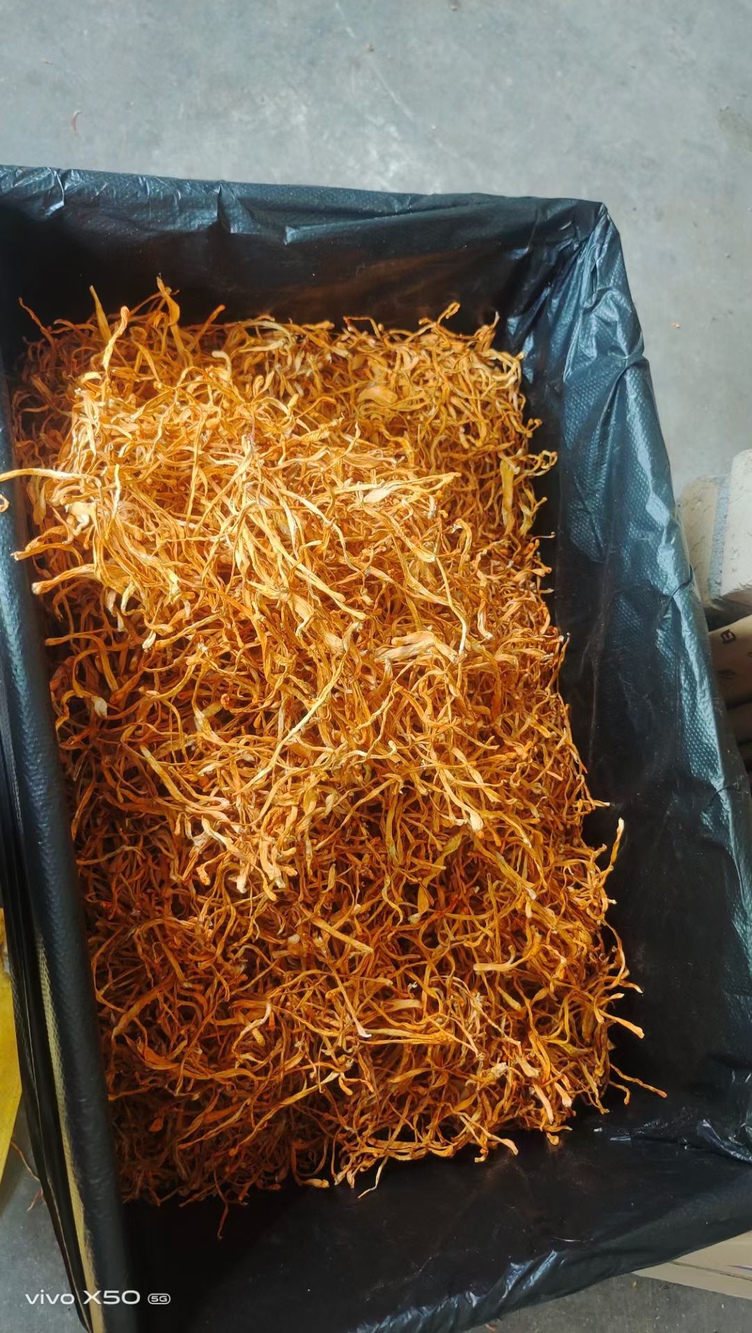 东北虫草花金虫草无硫中粗大长条孢子头各等级批发