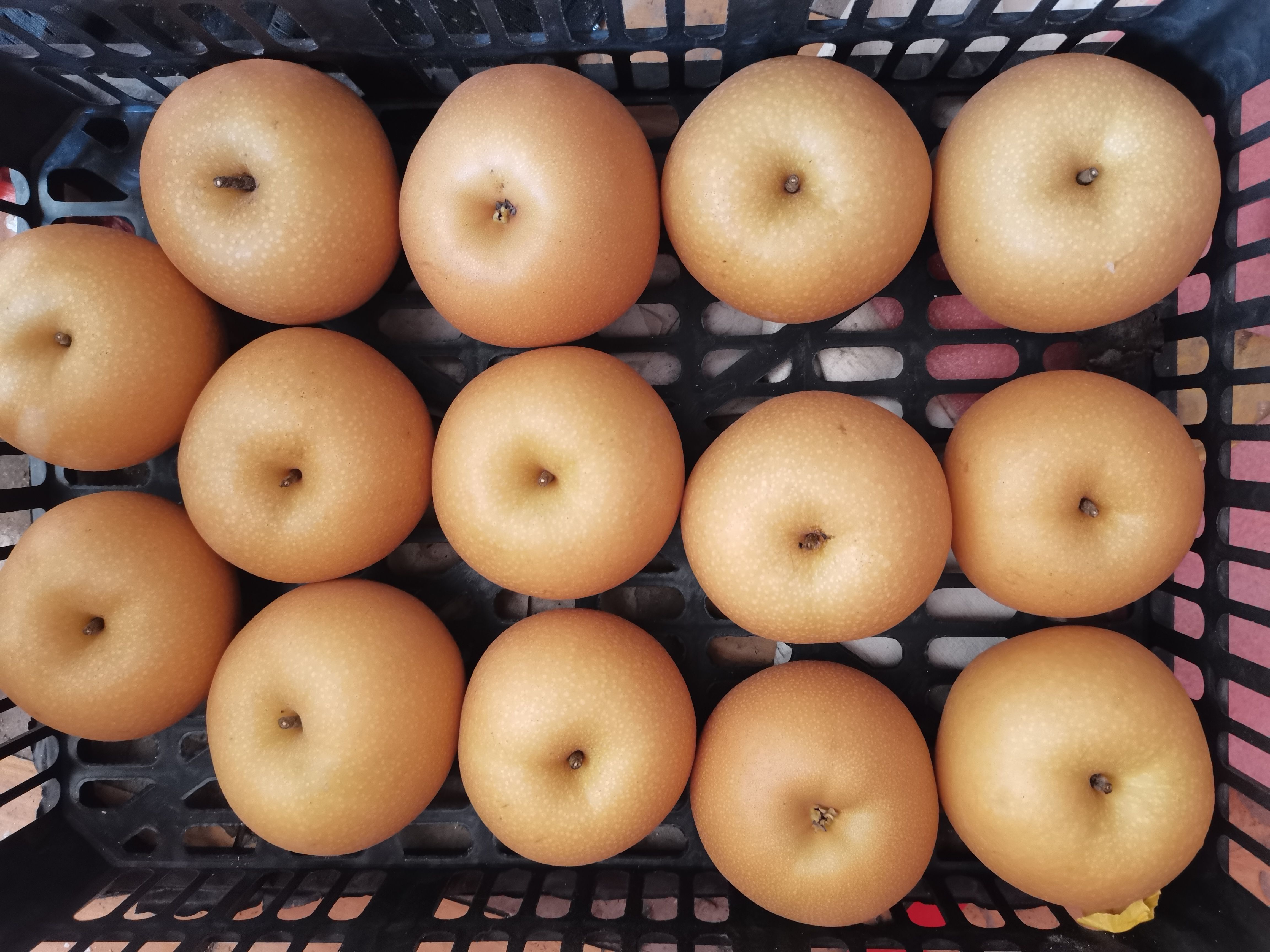 秋月梨 套袋秋月梨 电商货 市场货