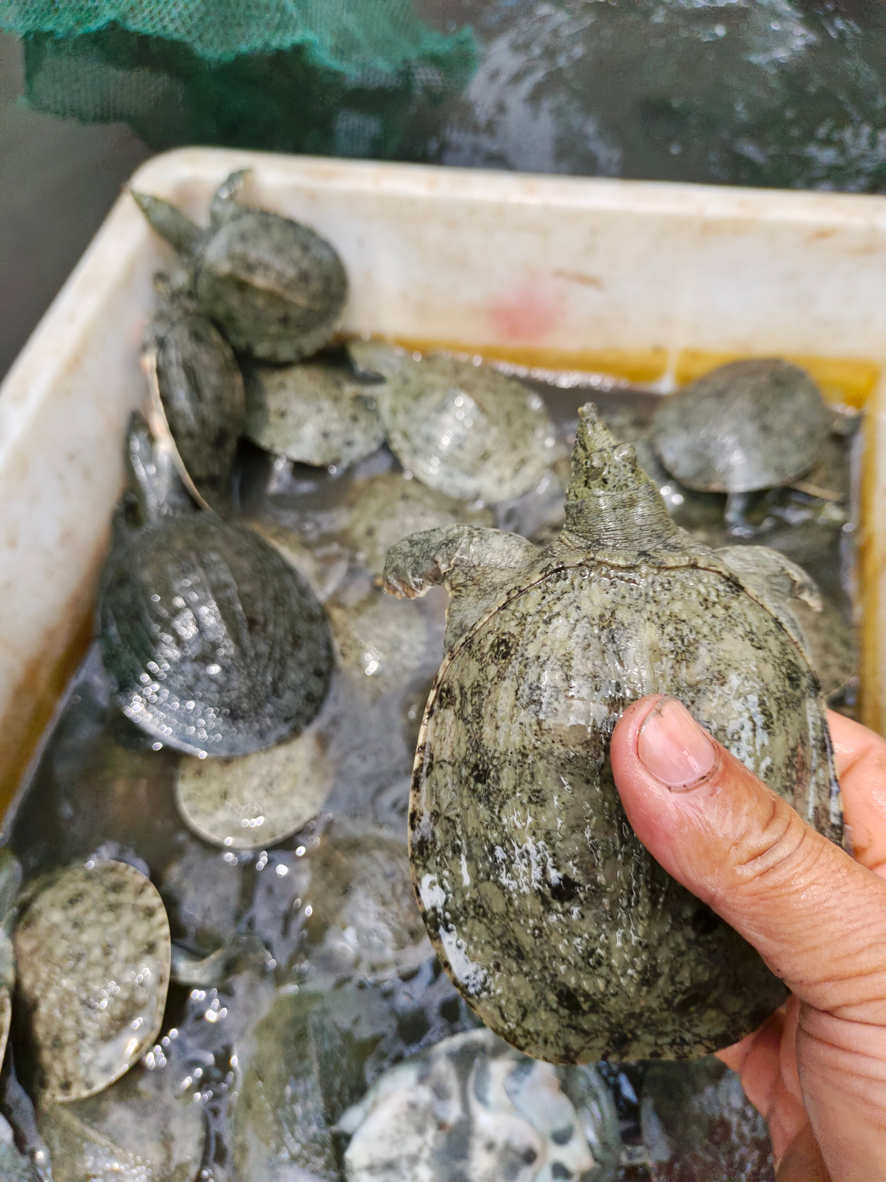 基地直供50克一100克甲鱼苗