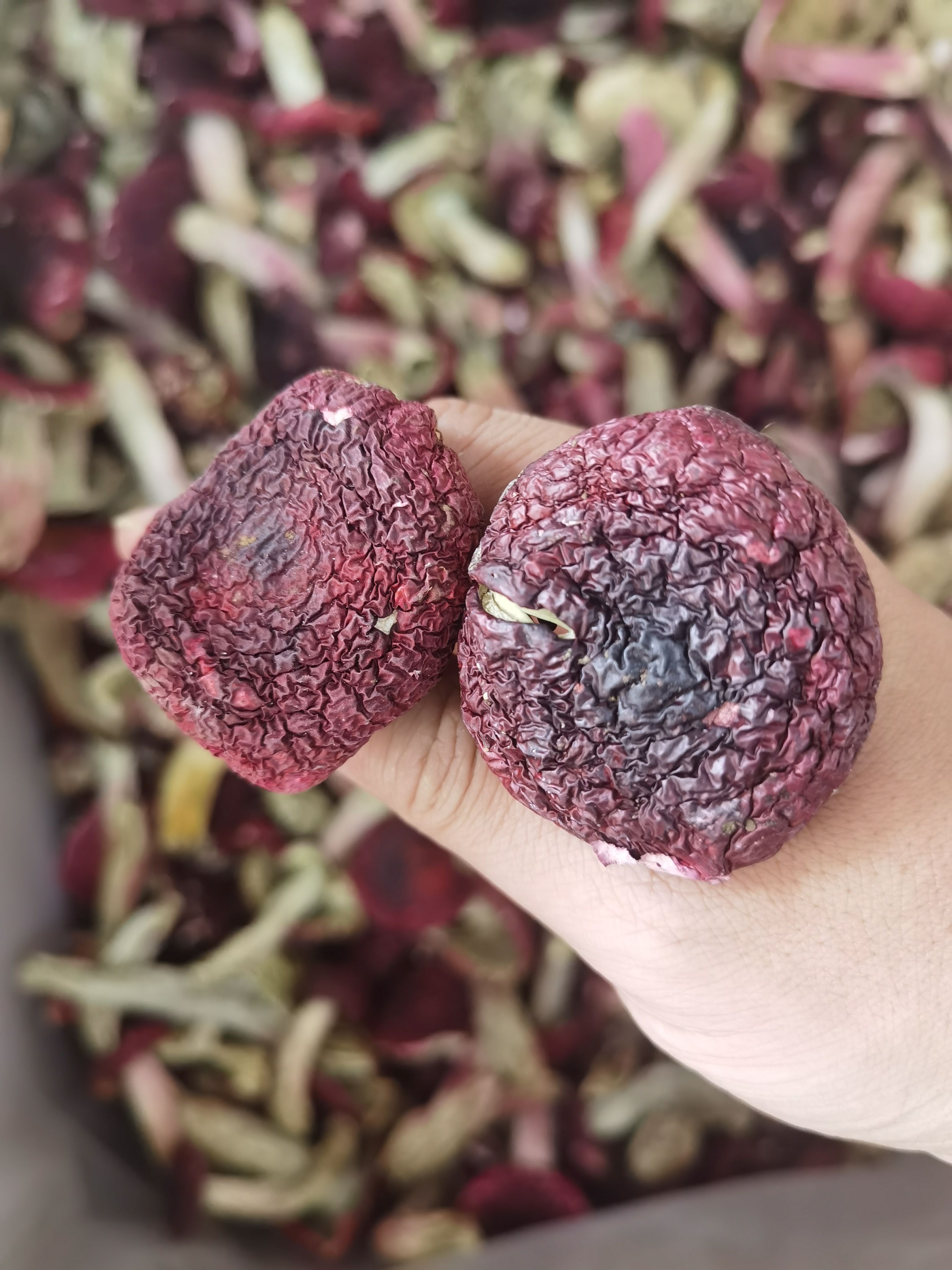 红菇 云南普洱大标菇