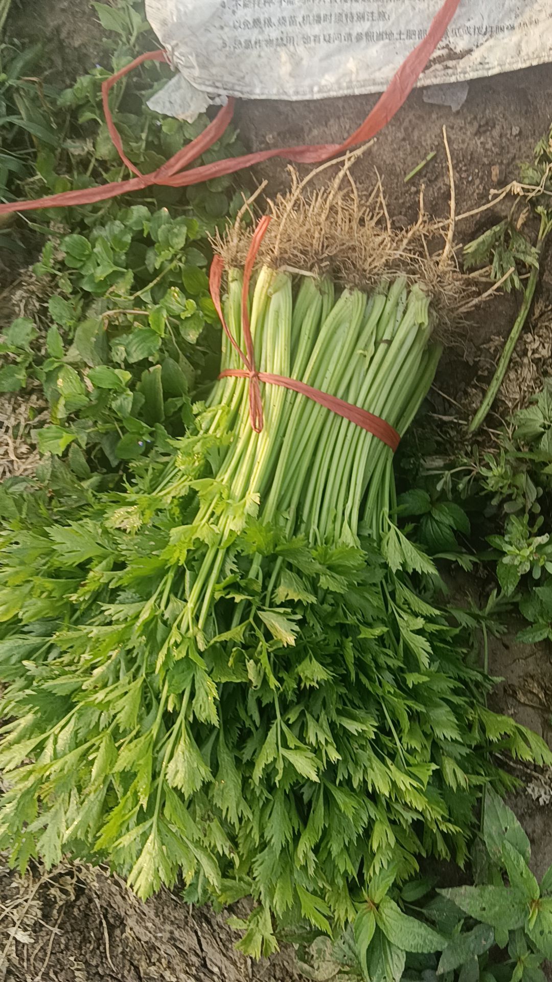 直播芹菜大量上市中可做山芹供农超集贸批发市场欢迎采购