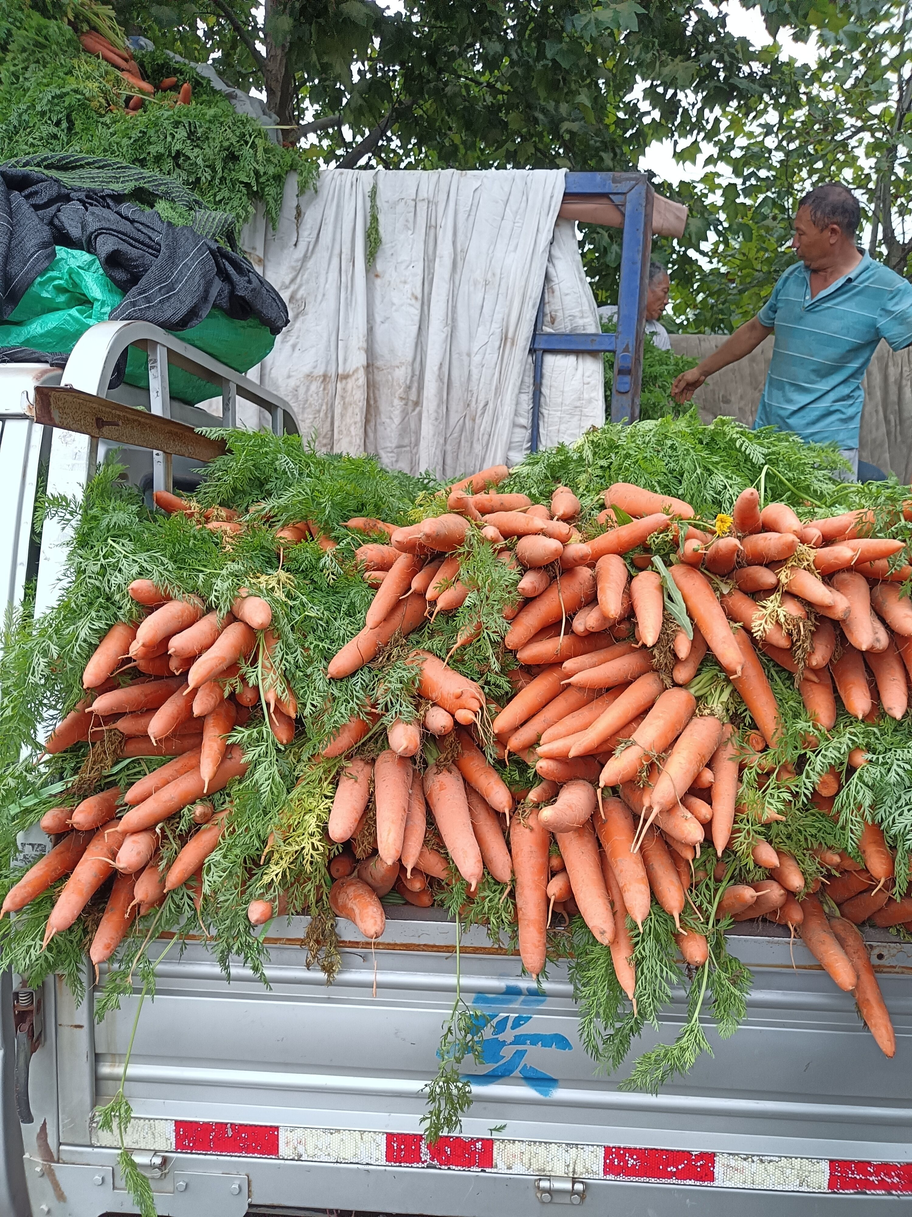三红胡萝卜  郑州中牟胡萝卜上市