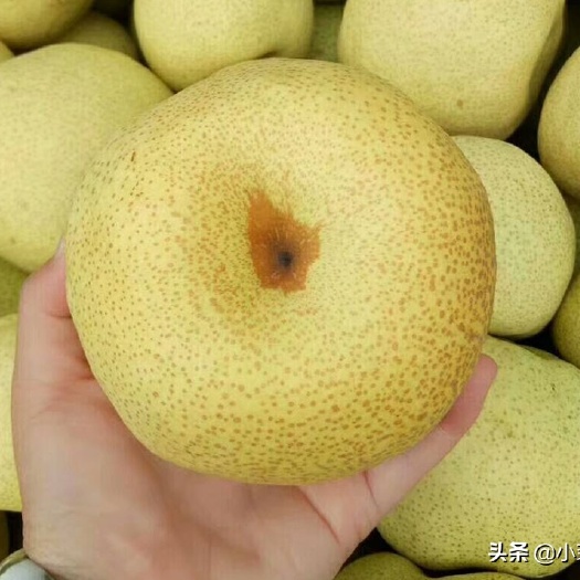 砀山县现摘现发砀山酥梨百年老梨树梨子酥脆甘甜整箱包装电商代发整车配