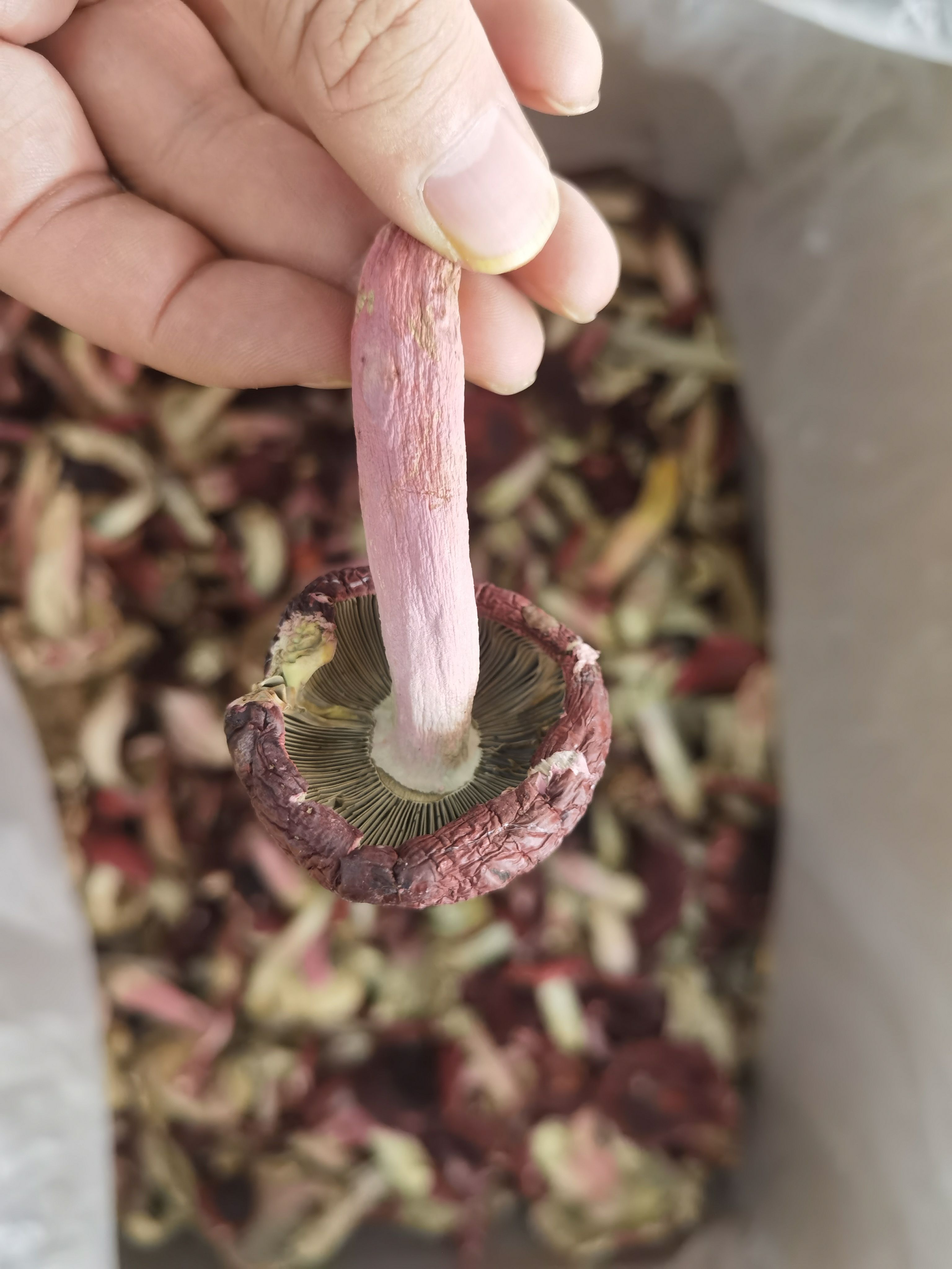 红菇 云南普洱大标菇