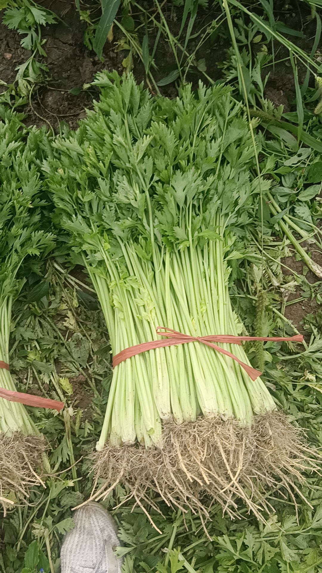 芹菜种子 山东芹菜种子专注精品种子免费提供技术管理消售渠道