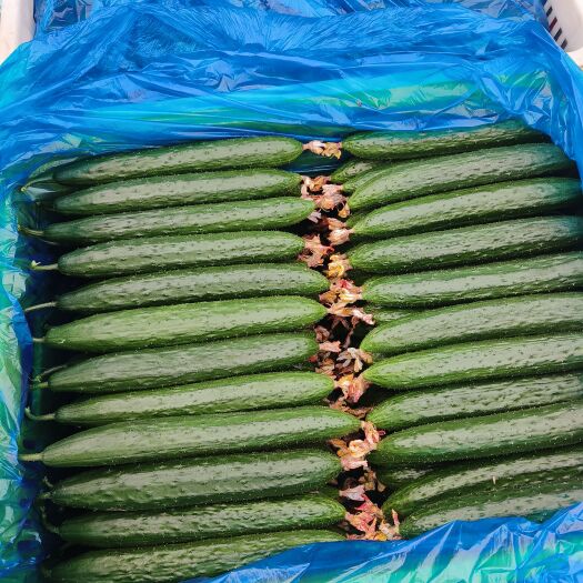 山东莘县密刺黄瓜，0.8-1.2元，一二三级货齐全，常年有货