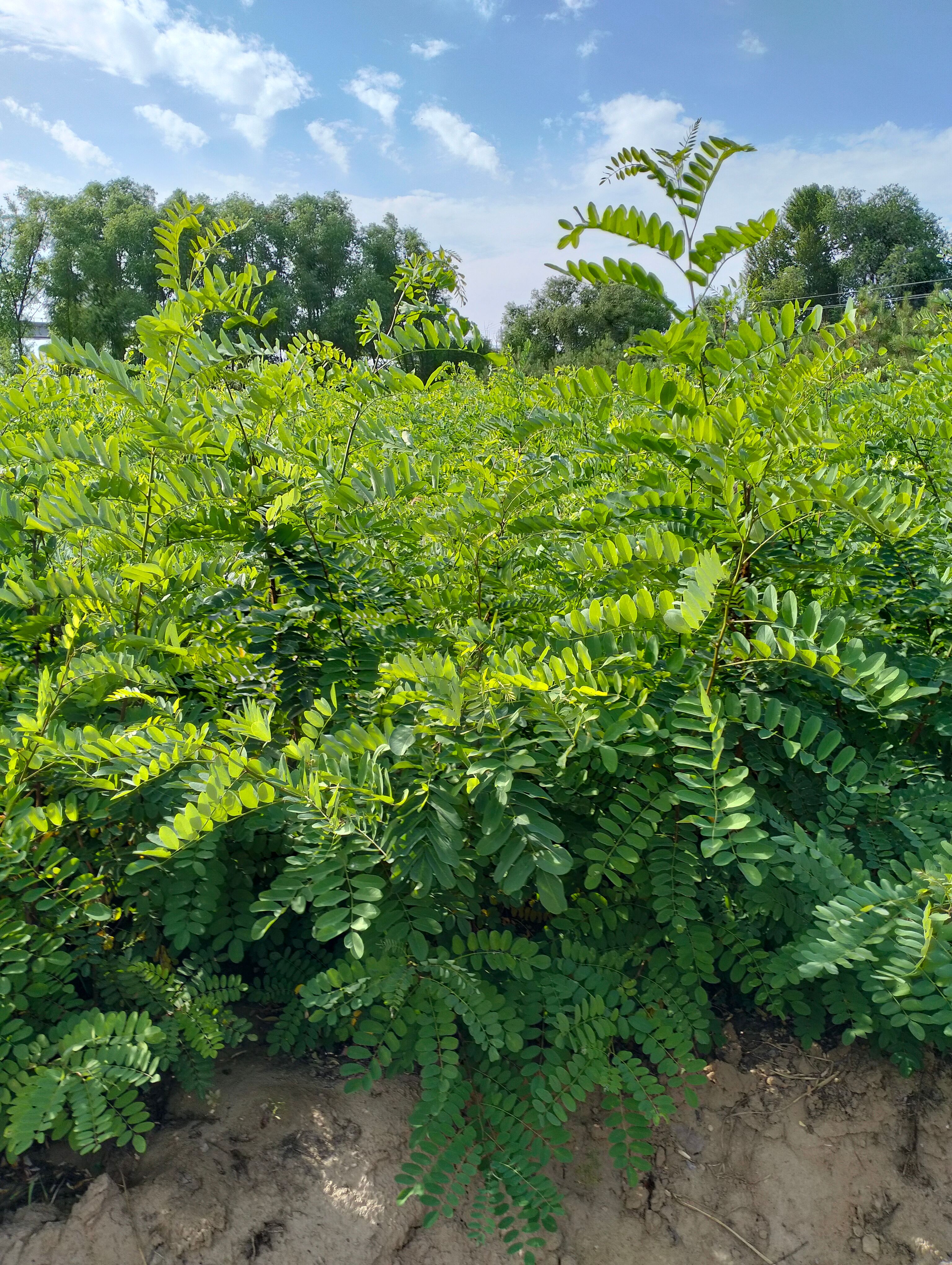 出售1米5米刺槐苗子