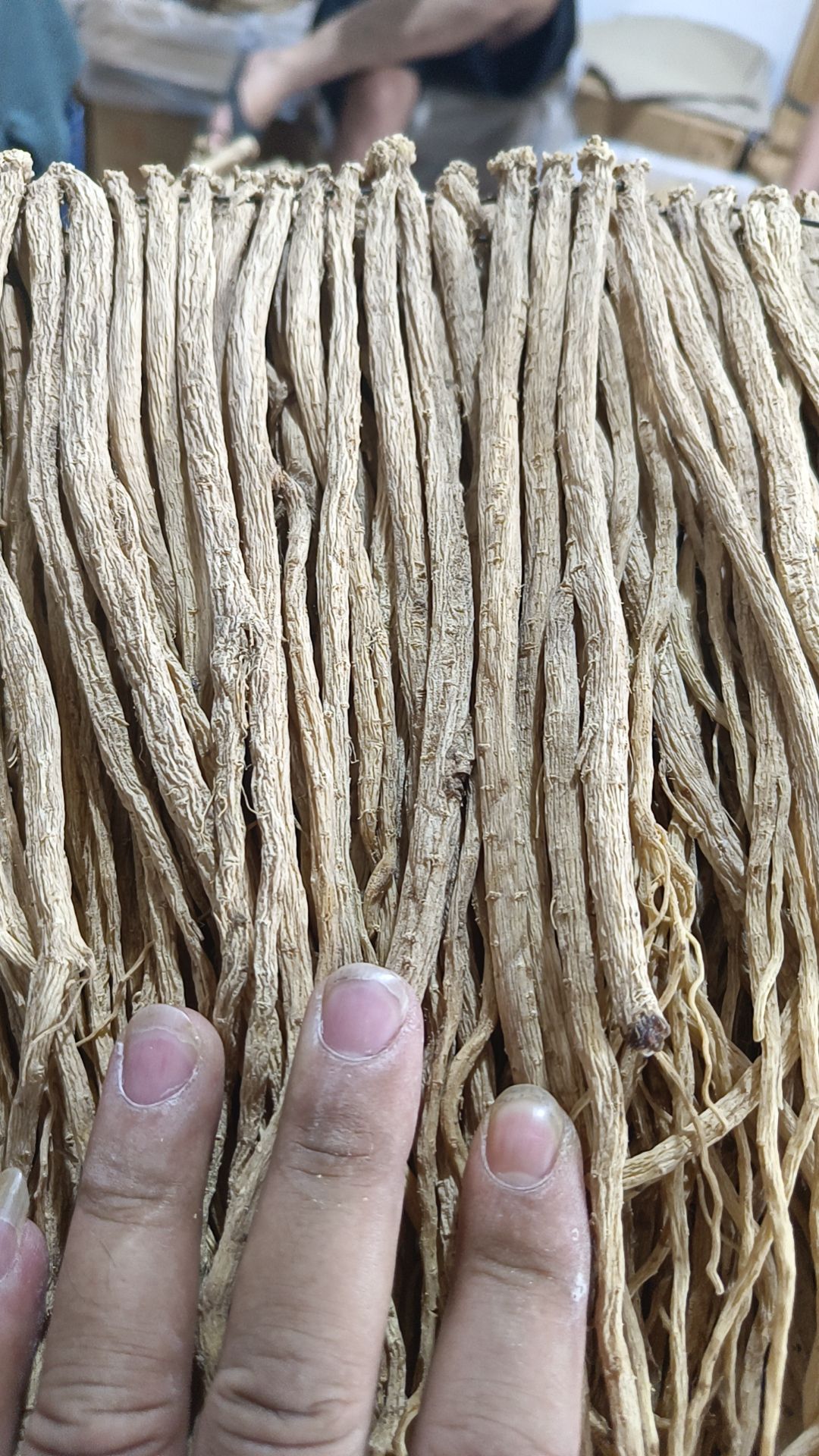 党参