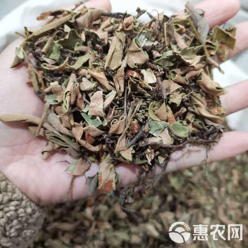 石韦，石韦草，小石韦草