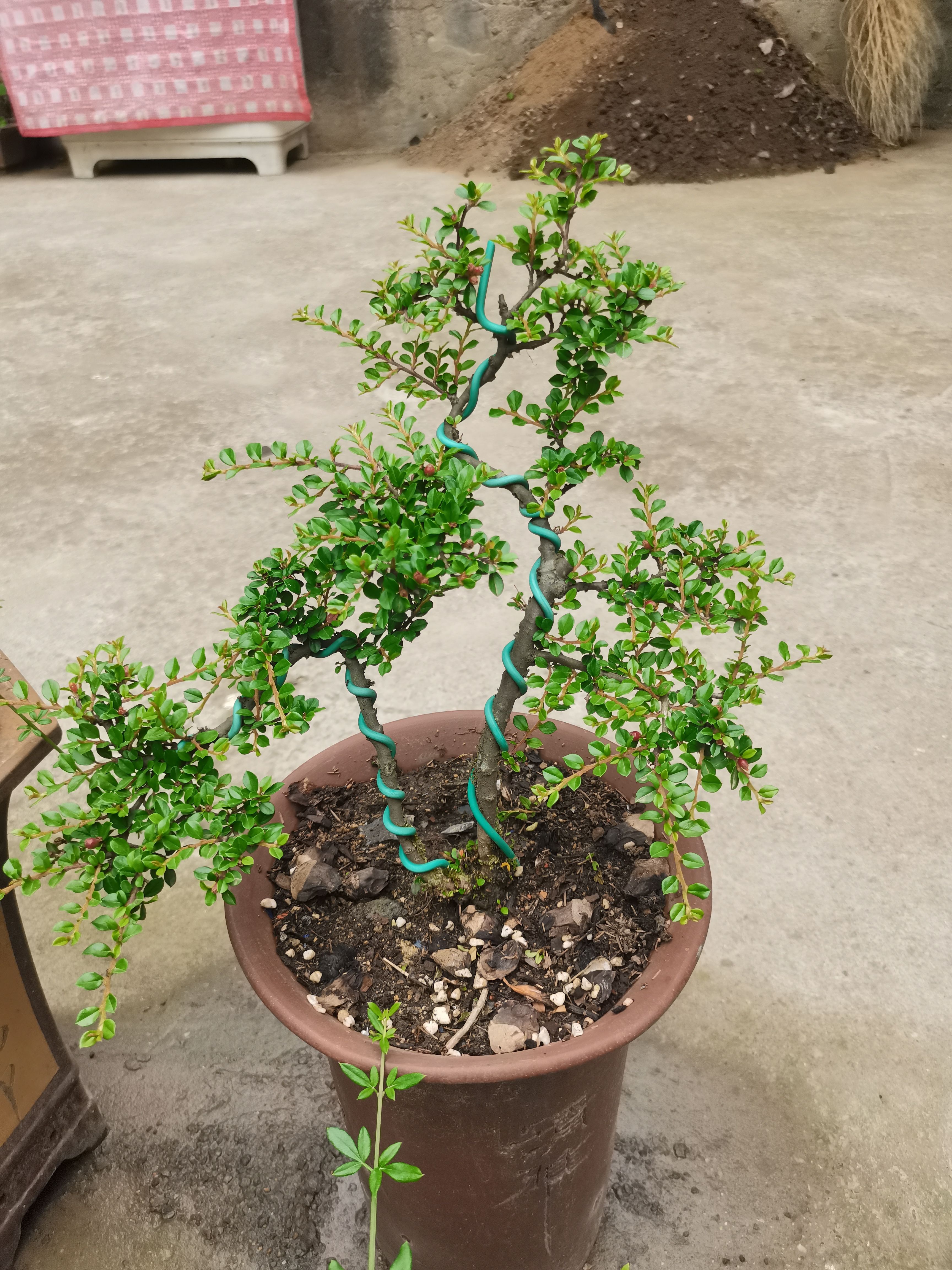 盆景平枝栒子 地奔子铺地蜈蚣 生桩 盆栽多年桩