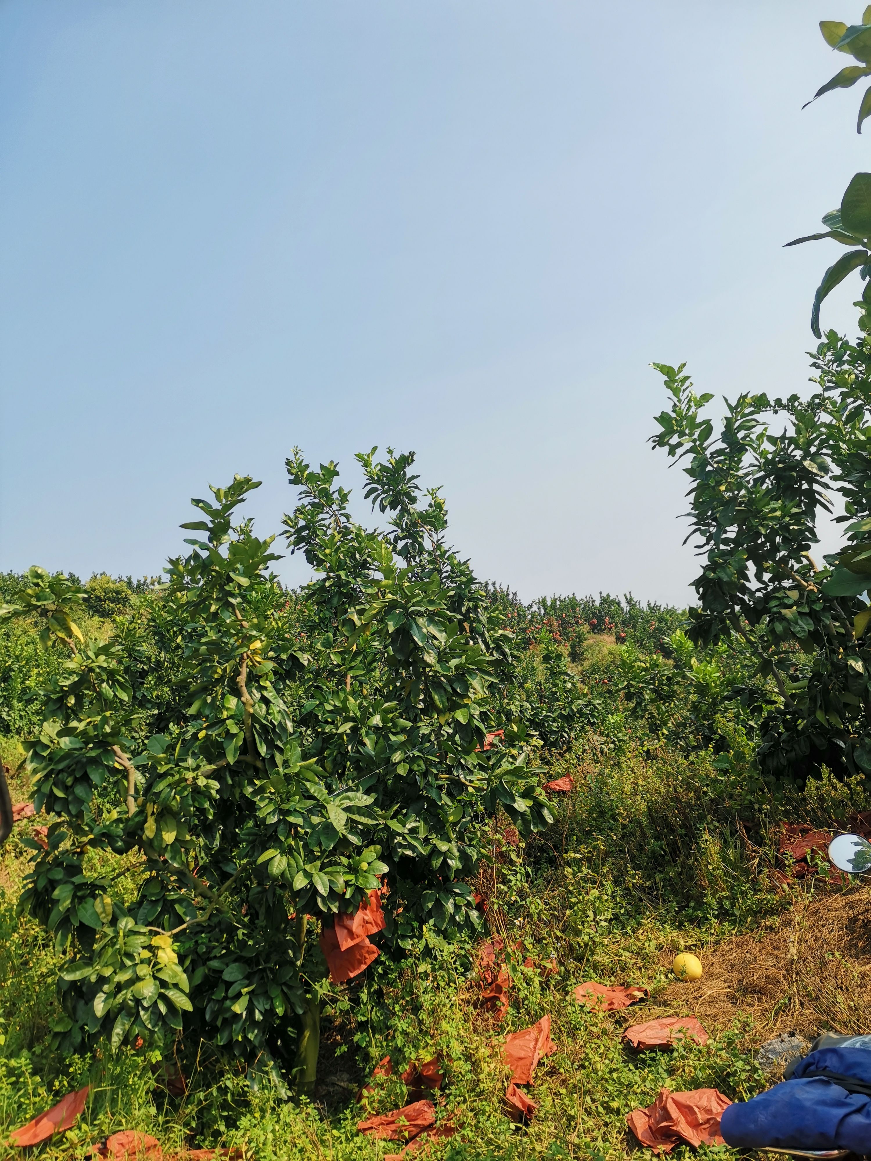 《好货热卖》福建红心柚，实力代办品质更可靠，