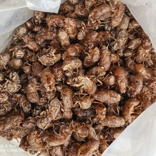 陇南蝉蜕