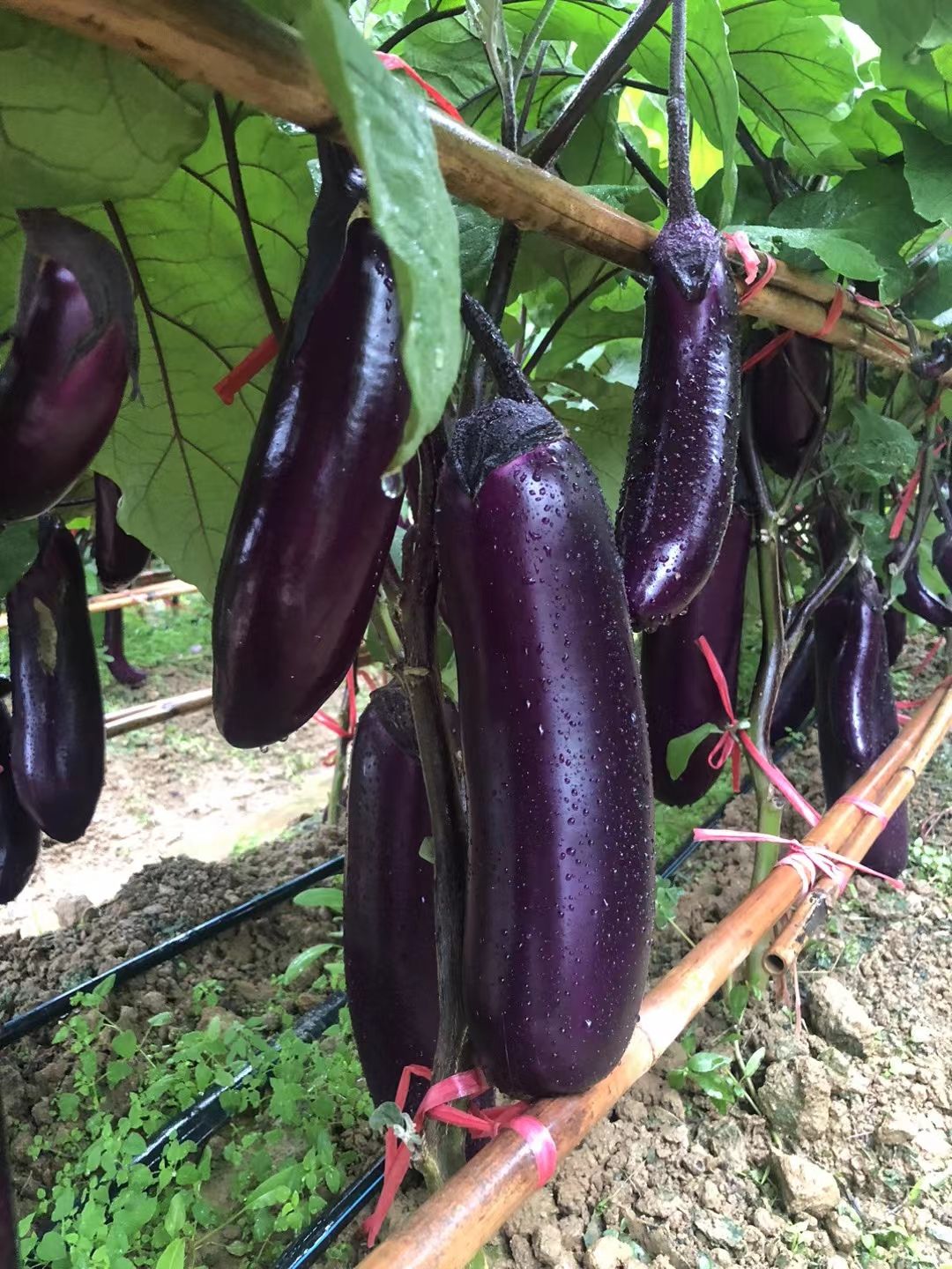 烧烤茄、植生，嫁接苗都有，全基质穴盆苗