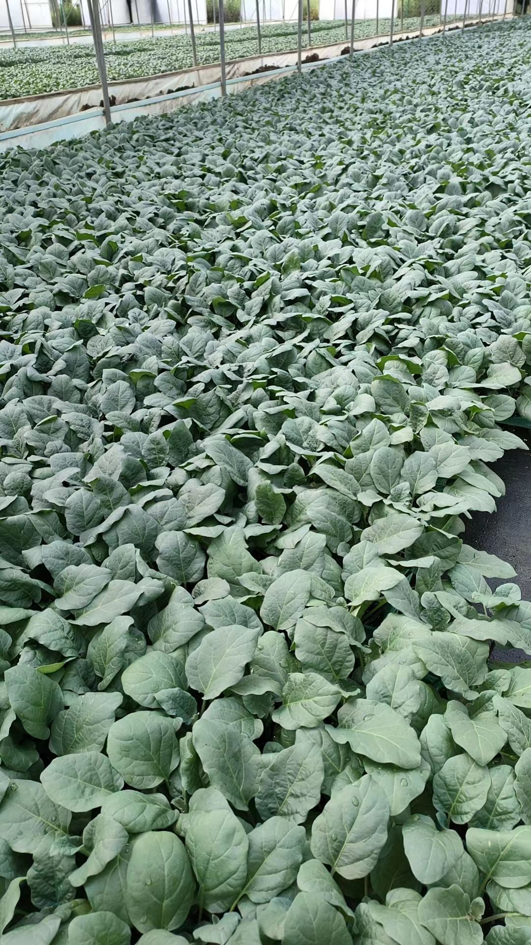 烧烤茄、植生，嫁接苗都有，全基质穴盆苗