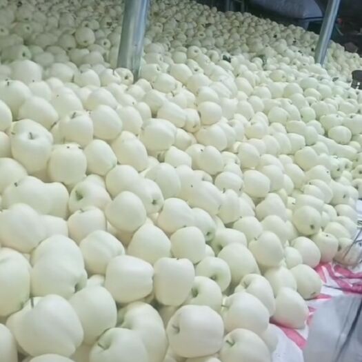 静宁县甘肃高原黄金帅