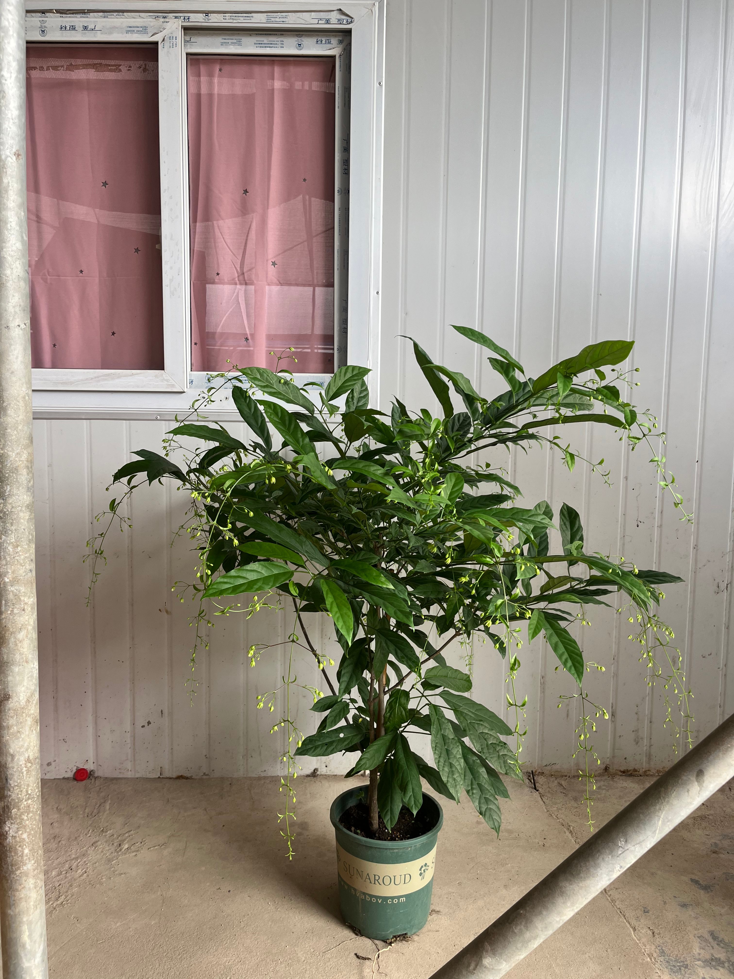 垂丝茉莉新型网红绿植盆栽开花易搭理室内室外常备绿植开花盆栽开