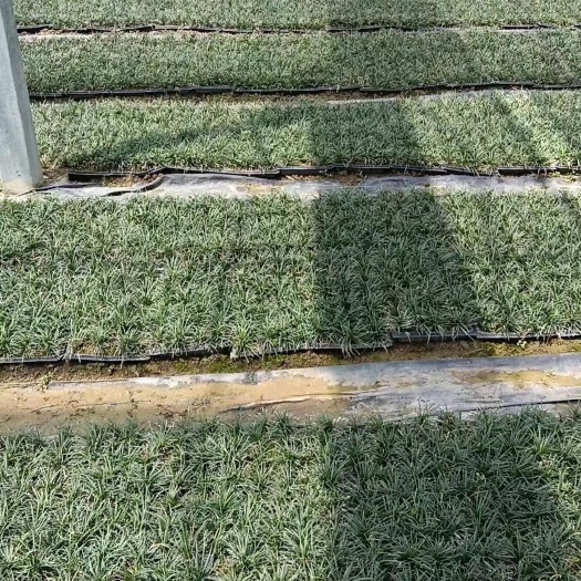 沭阳县玉龙草