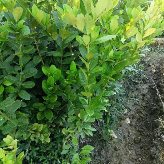 灵山县四季香水柠檬苗 广东香水柠檬苗，子弹头香水柠檬苗