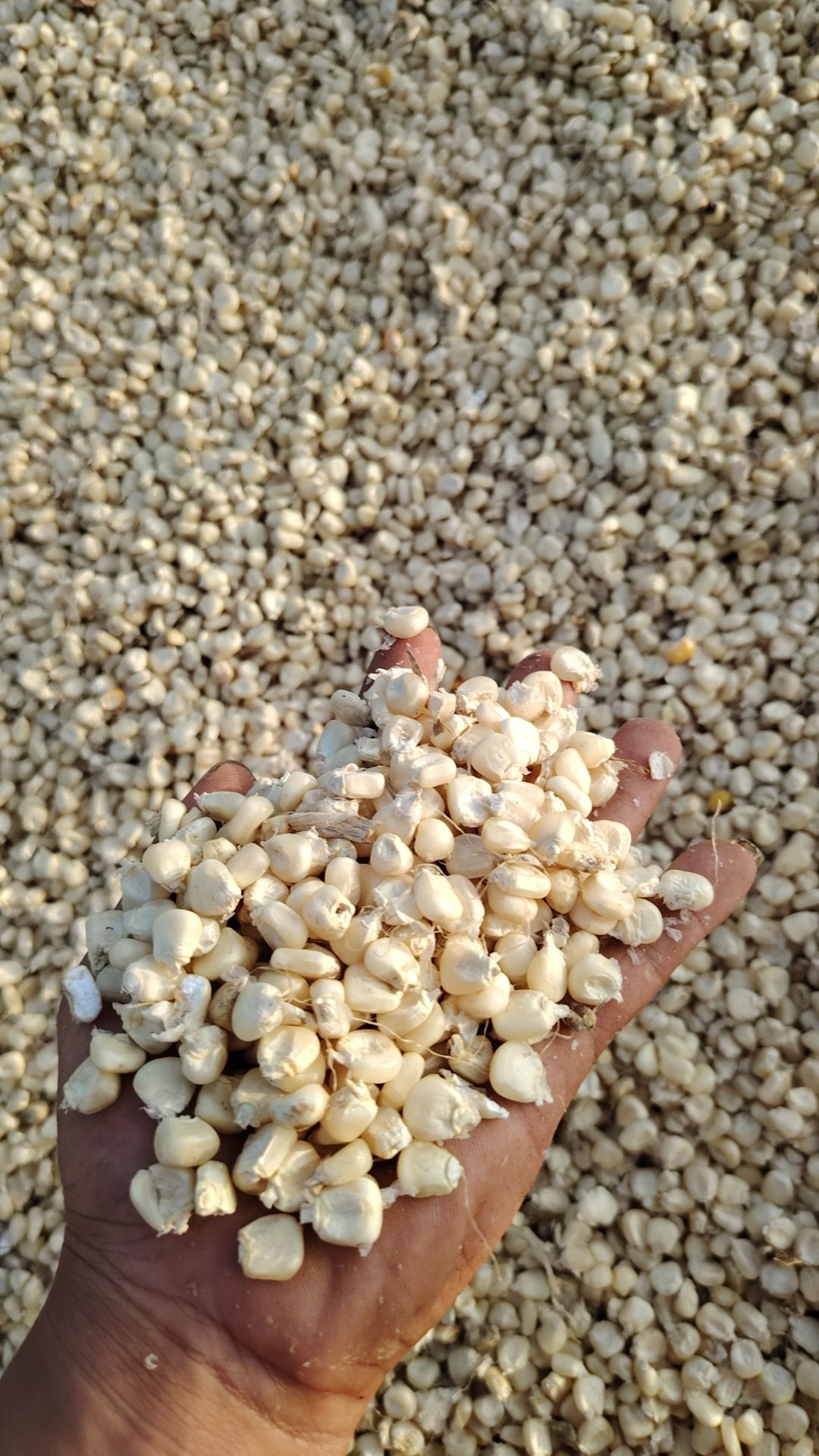 白糯玉米干粒