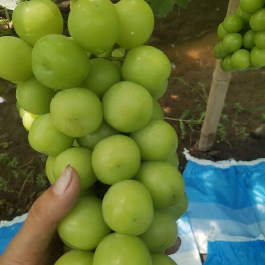 饶阳县阳光玫瑰