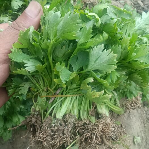 商河县芹菜苗出售