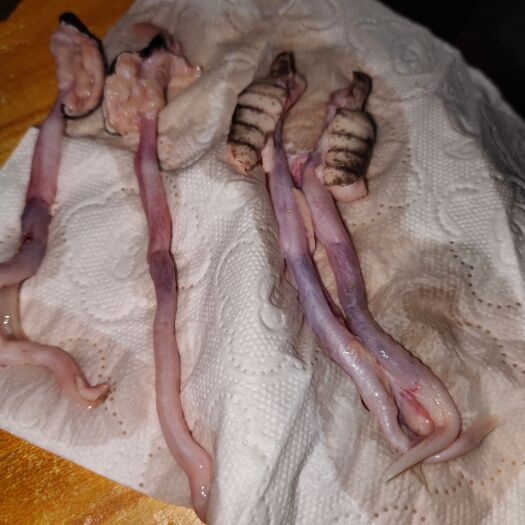 厦门蛇鞭  新鲜蛇鞭