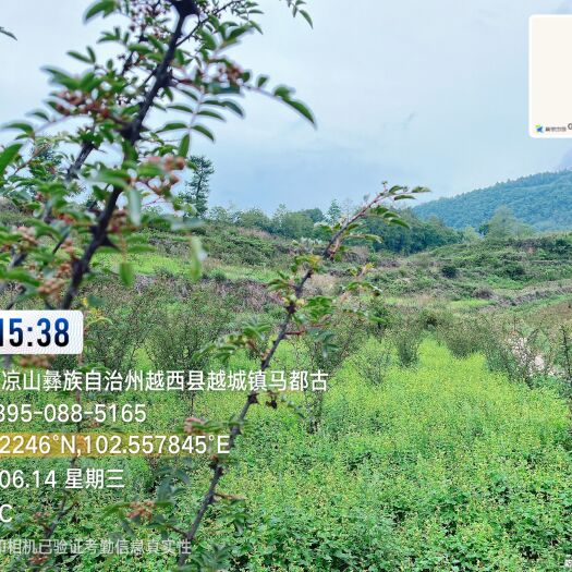 越西县700亩花椒基地转让，离县城近，可种植中药、农副产品等