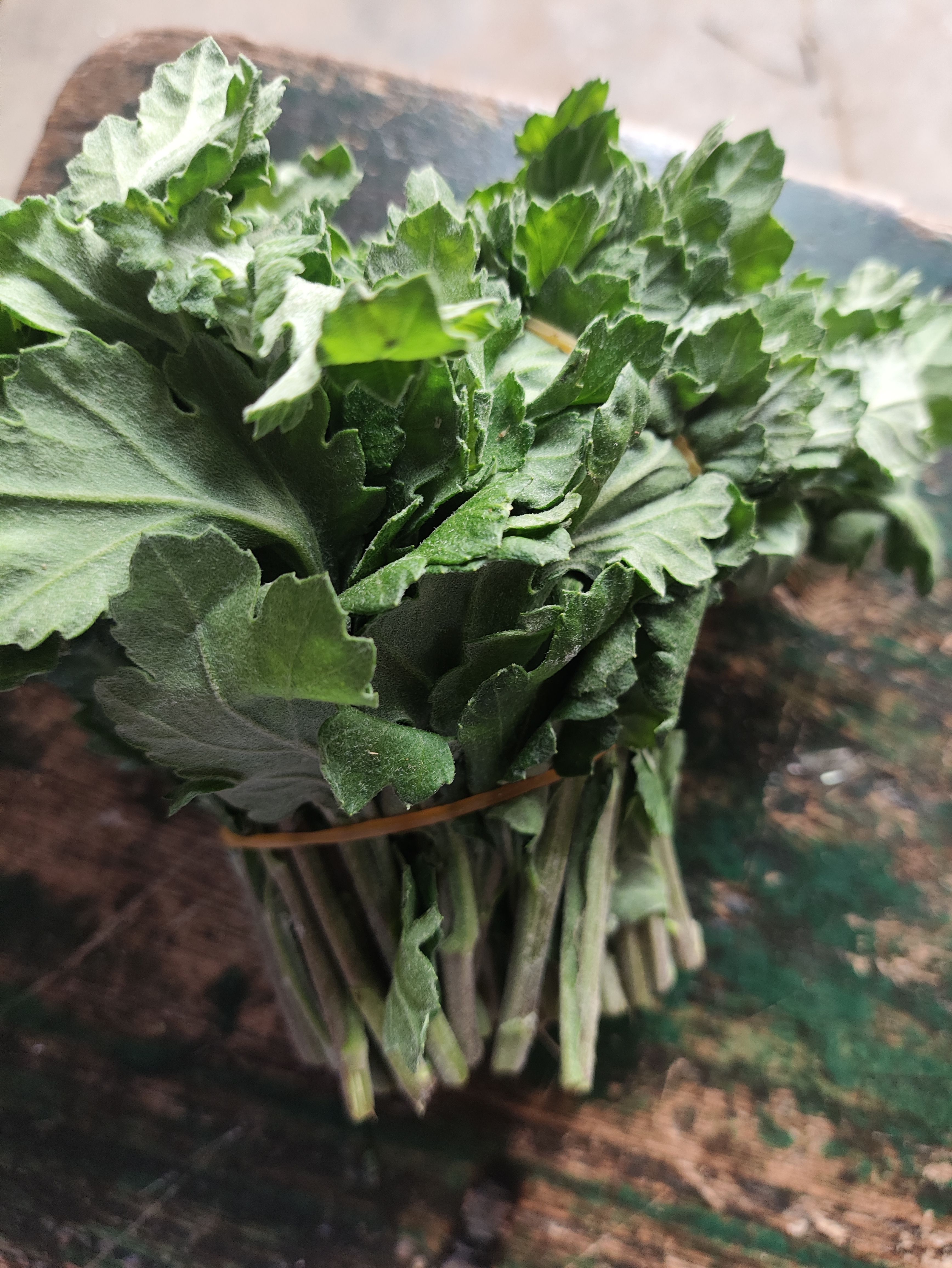 菊花苗 幽香苗金善苗金旭苗 白菊苗 黄菊苗 鲜切花苗