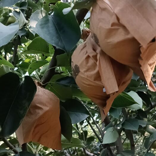 威县甜脆皇冠梨雪青800亩威县梨园屯产业园甜脆梨大量现货供应