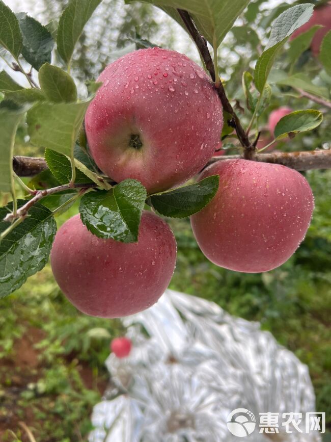 糖心苹果  （同行免打扰  面诉不雅）