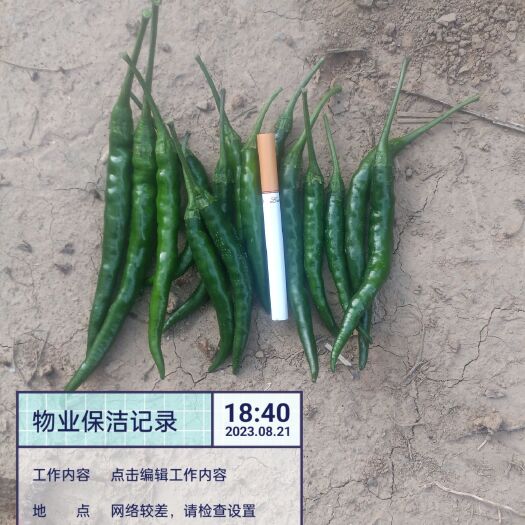成县艳青辣椒工厂货市场货