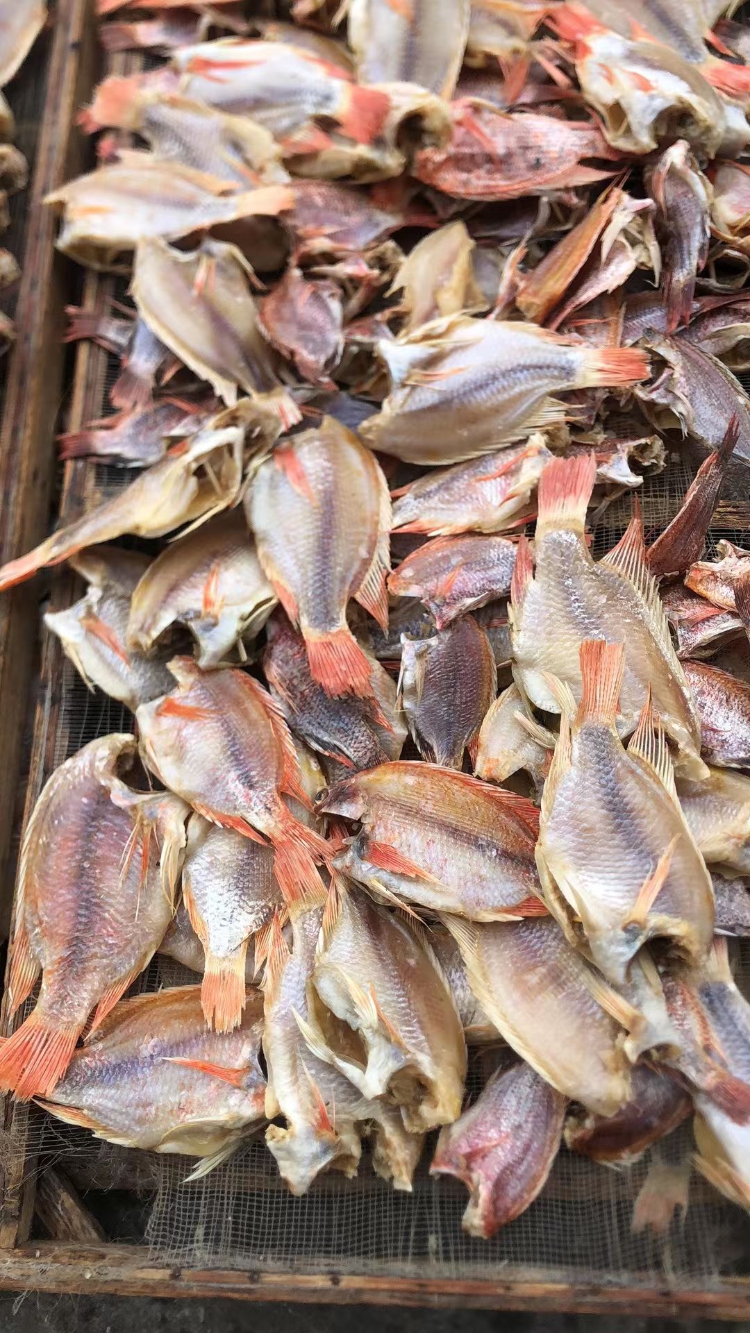 红蜡鱼干 红立鱼干 红鱼干 红蜡鱼片
