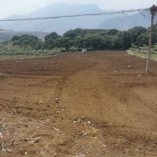 元阳县枇杷苗  公司大基地