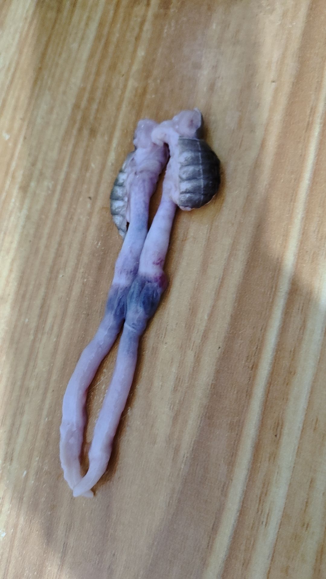 蛇鞭  新鲜蛇鞭