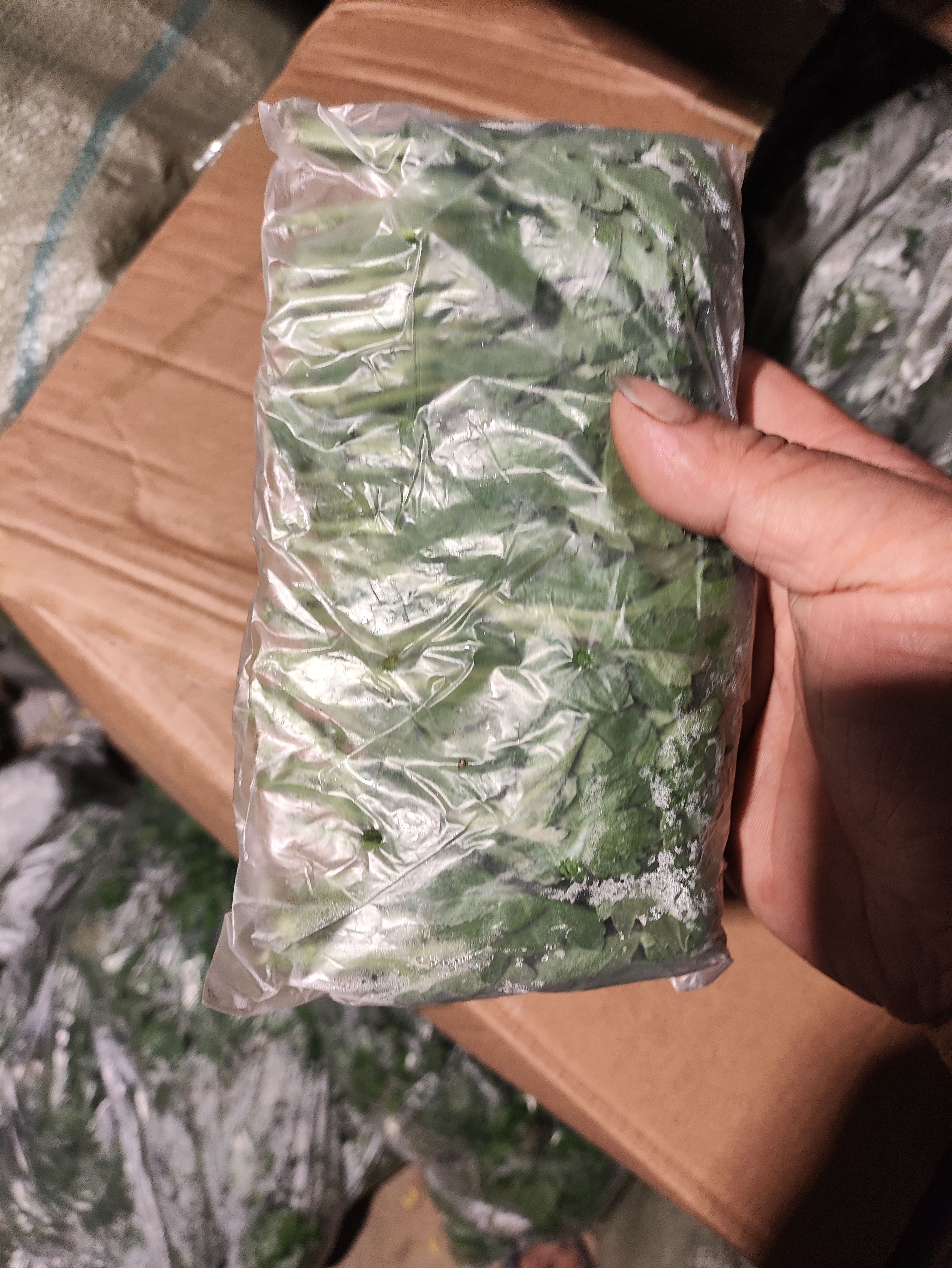 菊花苗 幽香苗金善苗金旭苗 白菊苗 黄菊苗 鲜切花苗