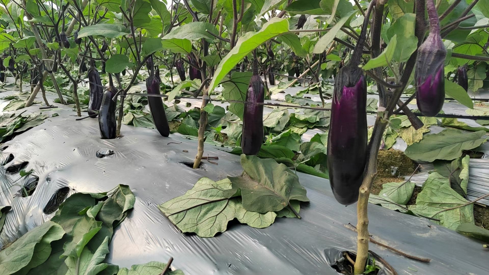 烧烤茄、植生，嫁接苗都有，全基质穴盆苗