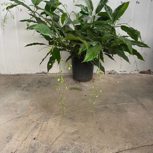 广州垂丝茉莉新型网红绿植盆栽开花易搭理室内室外常备绿植开花盆栽开