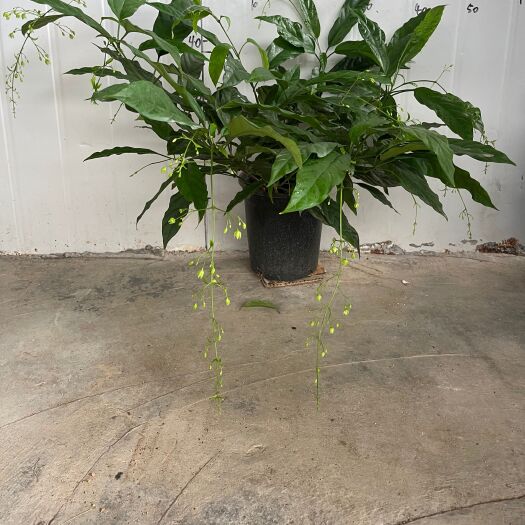 垂丝茉莉新型网红绿植盆栽开花易搭理室内室外常备绿植开花盆栽开