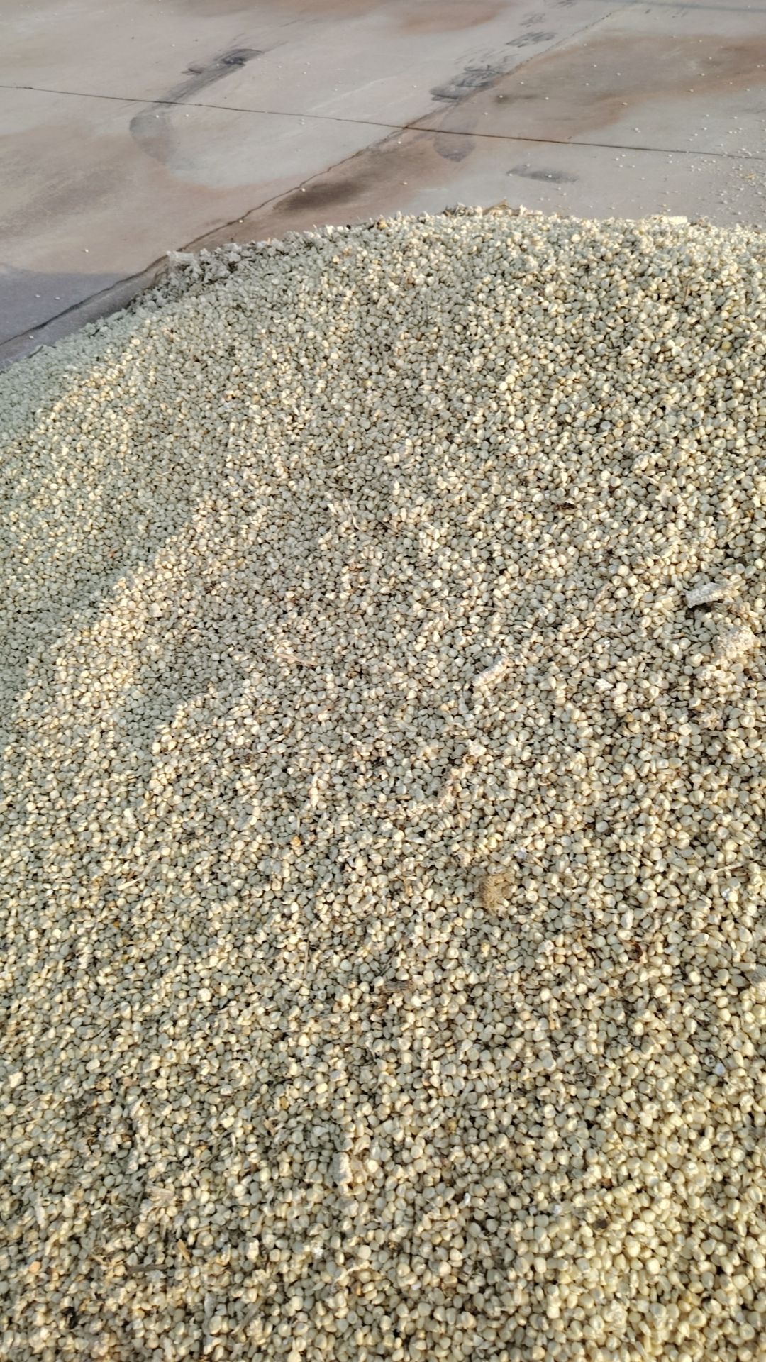 白糯玉米干粒
