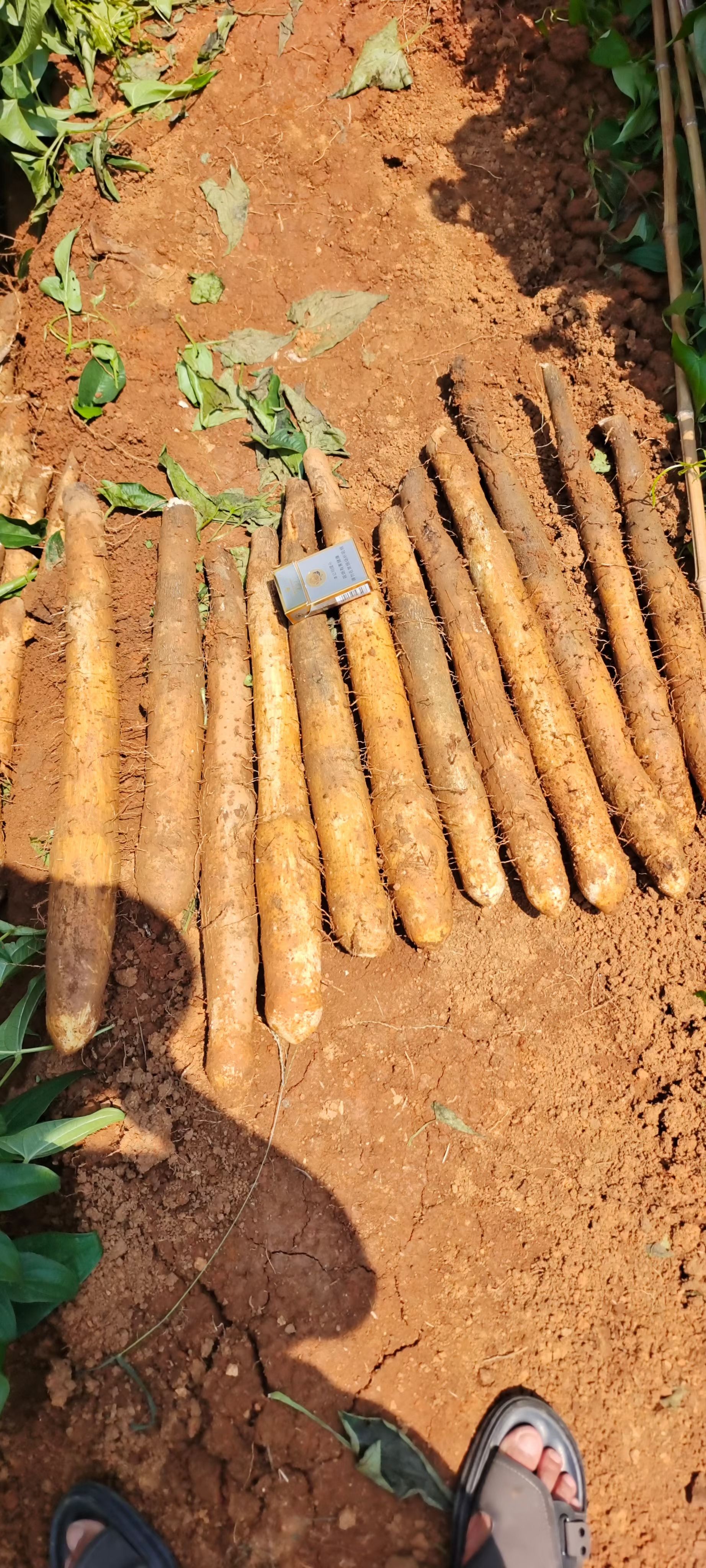 广西原产地淮山山药 黑鬼山药 滚地龙淮山 常年供应 货源订购