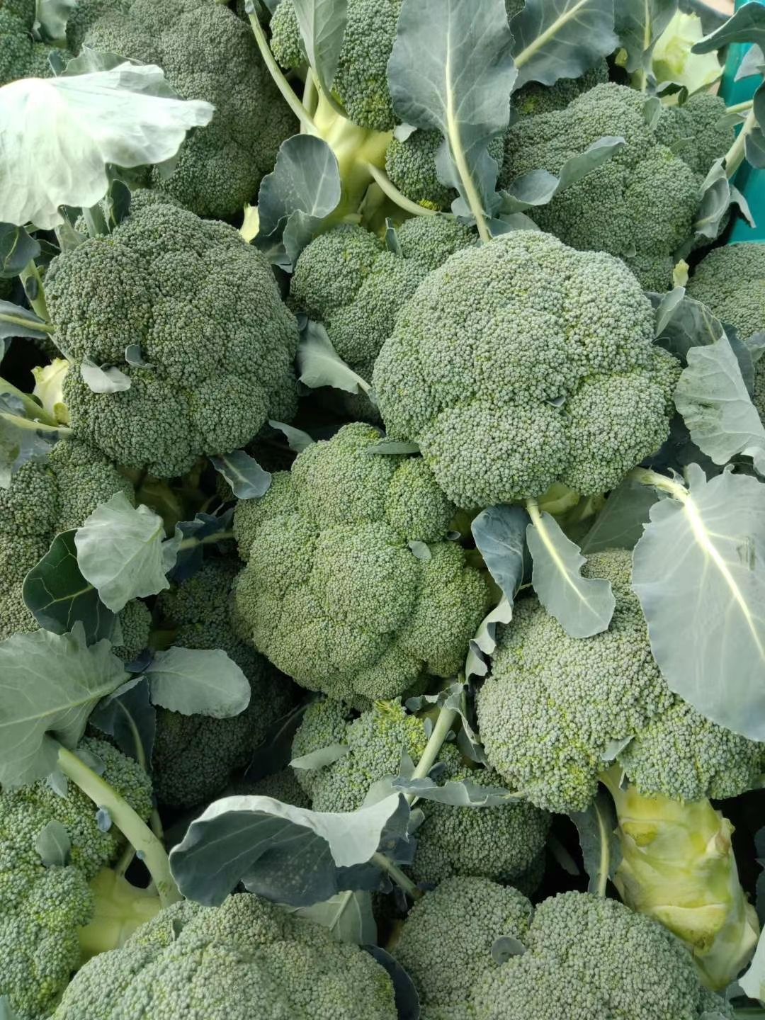 云南精品西兰花大量上市，欢迎老板采购