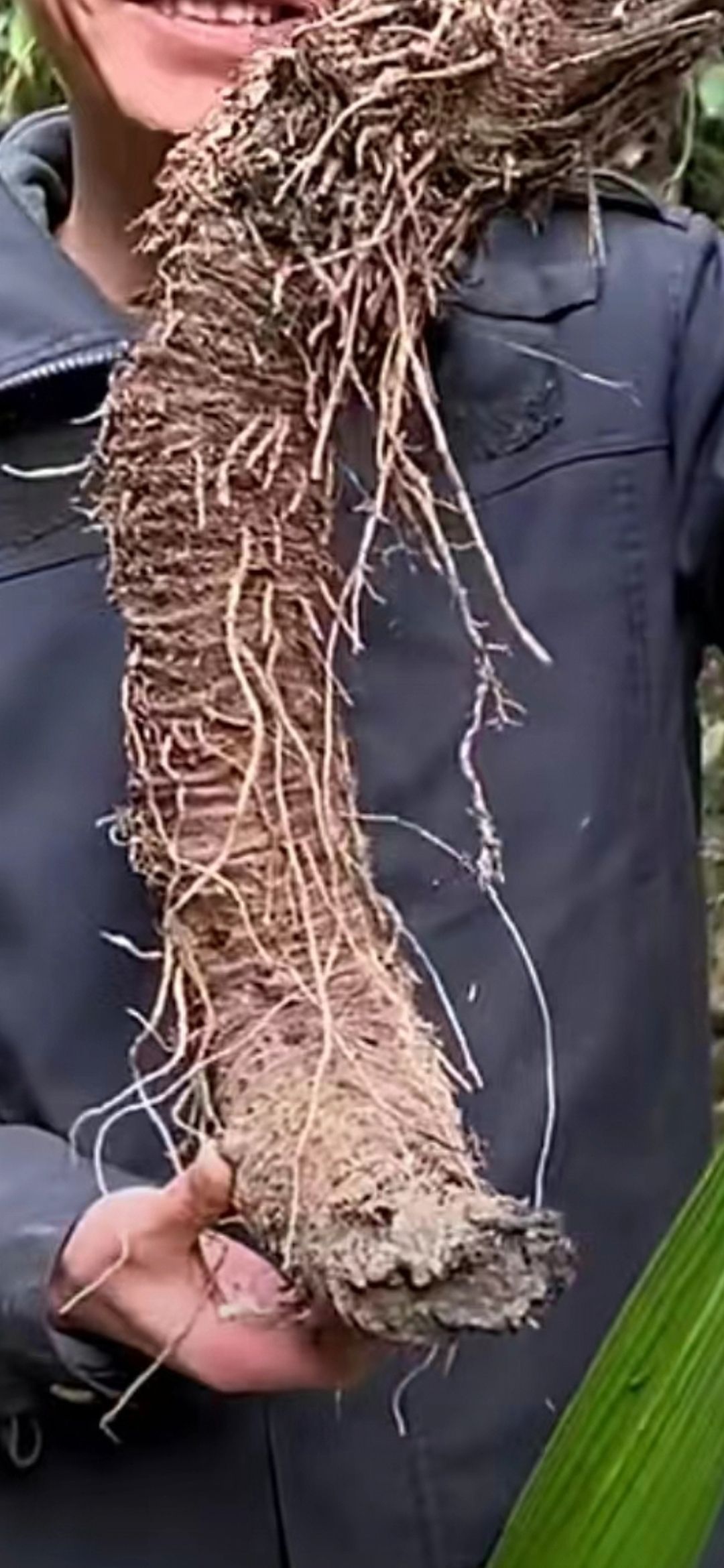 云南红河州 大叶仙茅根