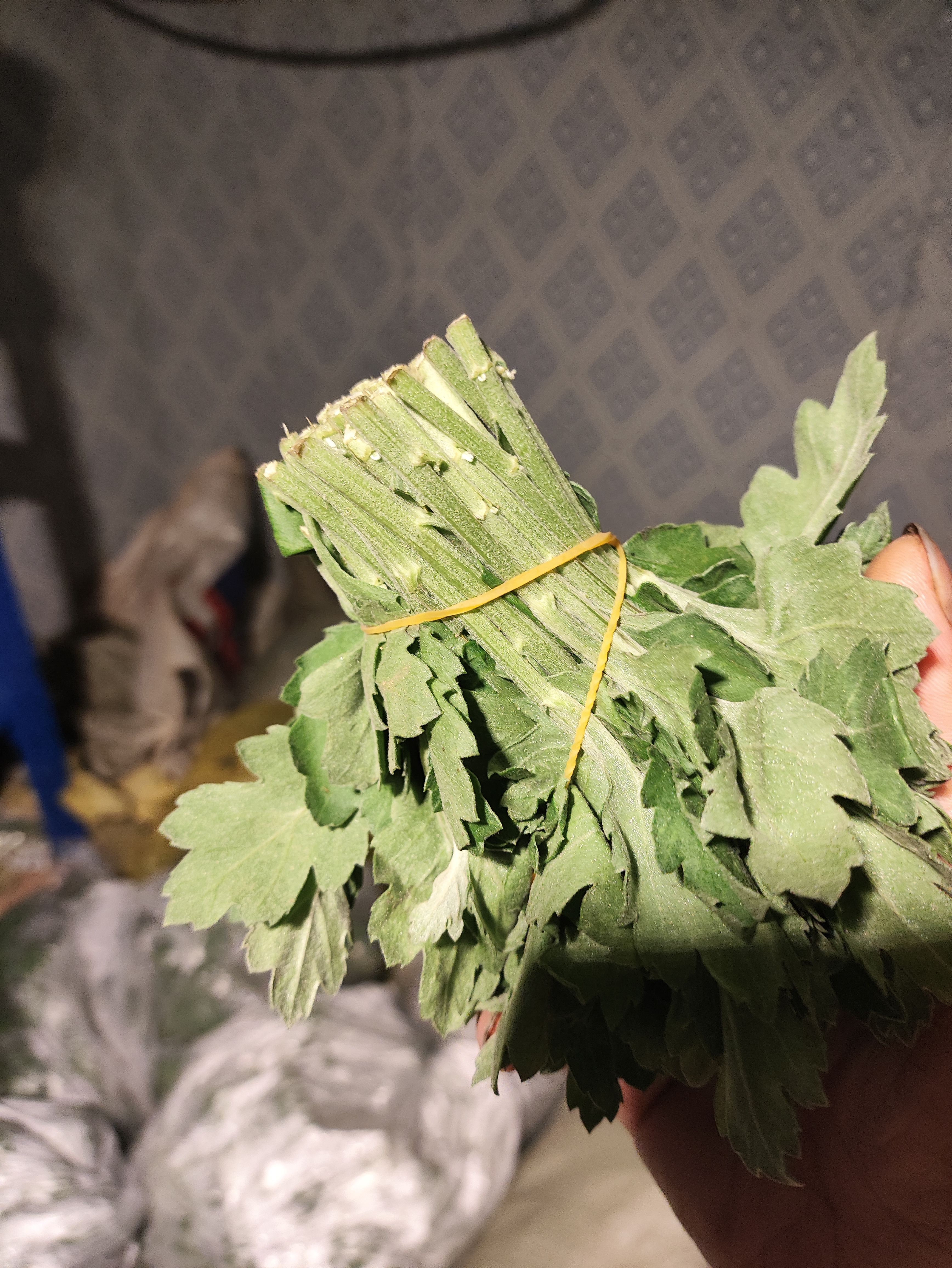 菊花苗 幽香苗金善苗金旭苗 白菊苗 黄菊苗 鲜切花苗