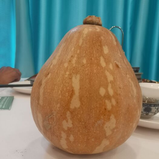 连州市玉皇小南瓜，.生长在广东高寒地带，粉糯，甜。可带皮炒。